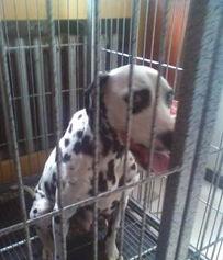 101斑点狗 第一季,忠诚与冒险的温馨之旅 第3张 101斑点狗 第一季,忠诚与冒险的温馨之旅 第3张